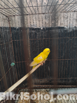 Budgerigar ( বাজিগার  ৫টা)